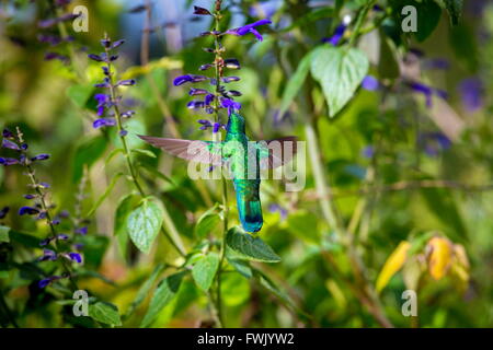 La incredibilmente bella e Verde Violet Eared Hummingbird. Foto Stock