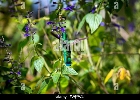 La incredibilmente bella e Verde Violet Eared Hummingbird. Foto Stock