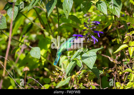 La incredibilmente bella e Verde Violet Eared Hummingbird. Foto Stock