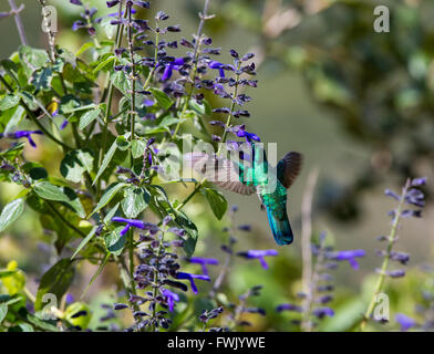 La incredibilmente bella e Verde Violet Eared Hummingbird. Foto Stock