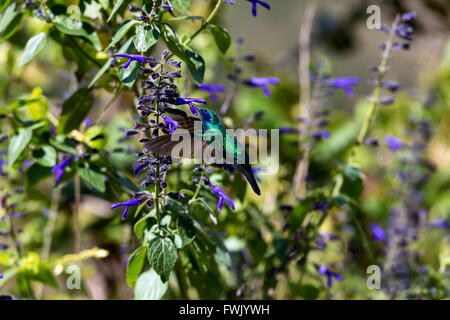 La incredibilmente bella e Verde Violet Eared Hummingbird. Foto Stock