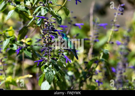 La incredibilmente bella e Verde Violet Eared Hummingbird. Foto Stock