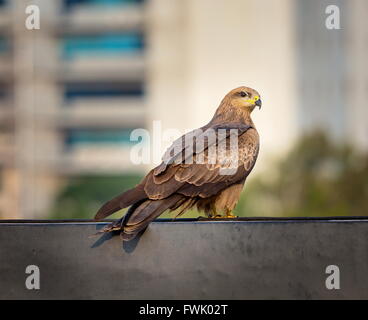 Nibbio comunemente trovati in sella la termiche a Bangalore in India. Foto Stock