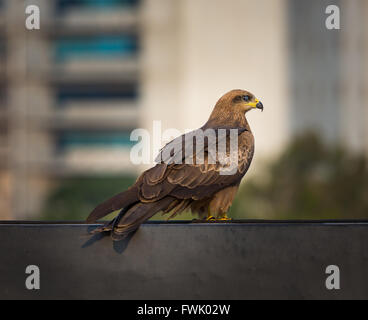 Nibbio comunemente trovati in sella la termiche a Bangalore in India. Foto Stock