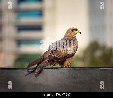 Nibbio comunemente trovati in sella la termiche a Bangalore in India. Foto Stock