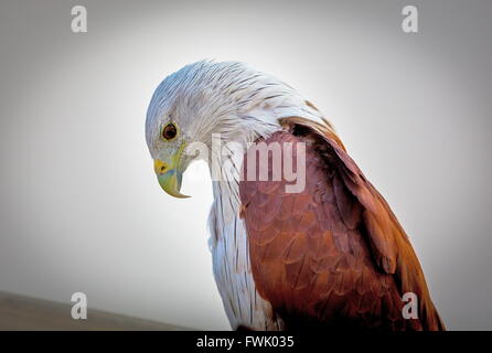 Brahiminy Kite arroccato su un listello in Bangalore. Foto Stock