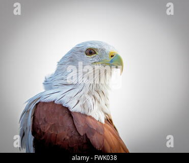 Brahiminy Kite arroccato su un listello in Bangalore. Foto Stock