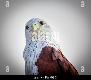 Brahiminy Kite arroccato su un listello in Bangalore. Foto Stock