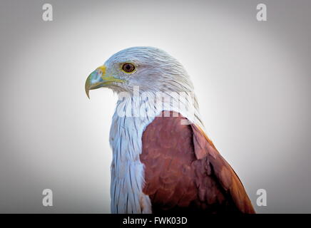 Brahiminy Kite arroccato su un listello in Bangalore. Foto Stock