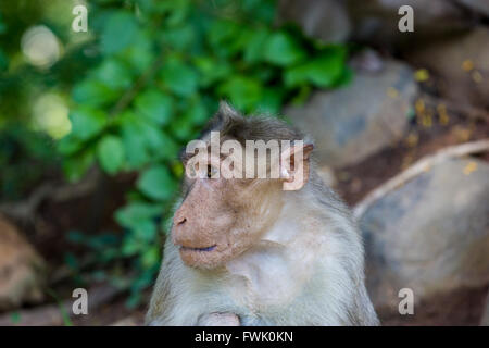 Cofano Macaque parte del Banyan Tree di truppa di Bangalore in India. Foto Stock