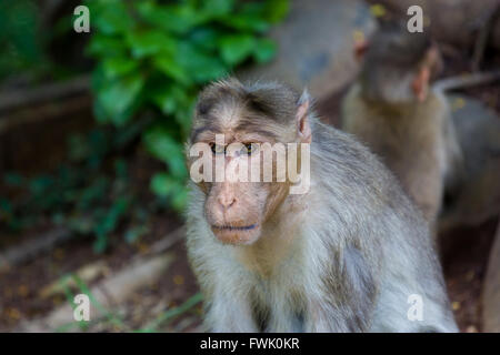 Cofano Macaque parte del Banyan Tree di truppa di Bangalore in India. Foto Stock