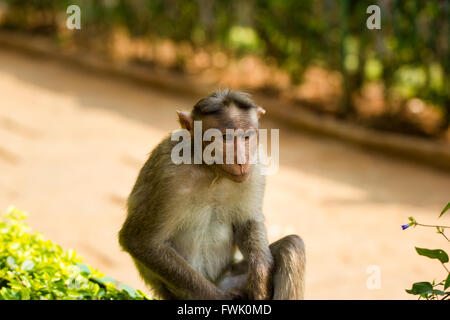 Cofano Macaque parte del Banyan Tree di truppa di Bangalore in India. Foto Stock