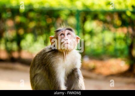 Cofano Macaque parte del Banyan Tree di truppa di Bangalore in India. Foto Stock