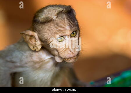 Cofano Macaque parte del Banyan Tree di truppa di Bangalore in India. Foto Stock