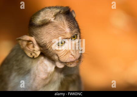 Cofano Macaque parte del Banyan Tree di truppa di Bangalore in India. Foto Stock