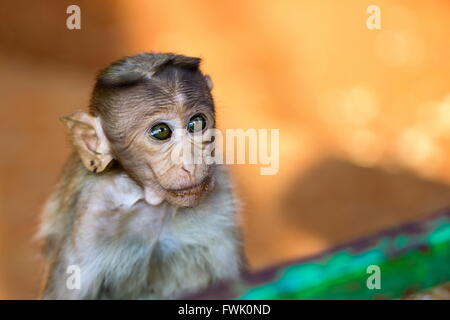 Cofano Macaque parte del Banyan Tree di truppa di Bangalore in India. Foto Stock