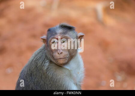 Cofano Macaque parte del Banyan Tree di truppa di Bangalore in India. Foto Stock