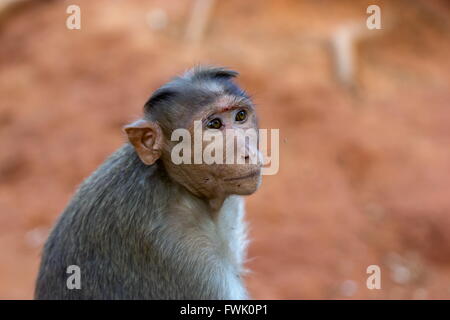 Cofano Macaque parte del Banyan Tree di truppa di Bangalore in India. Foto Stock