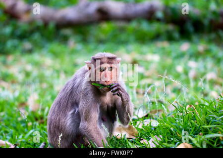 Cofano Macaque parte del Banyan Tree di truppa di Bangalore in India. Foto Stock