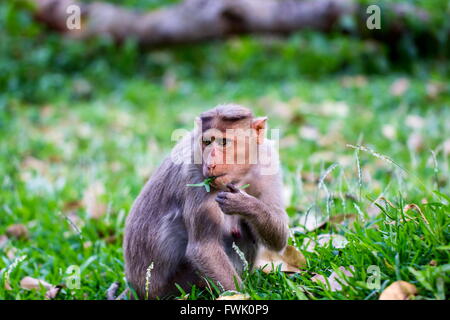 Cofano Macaque parte del Banyan Tree di truppa di Bangalore in India. Foto Stock