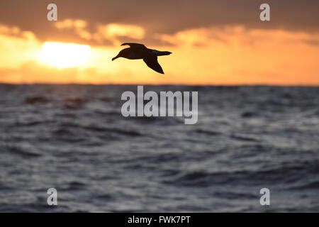 Buller's Albatross - Thalassarche bulleri Foto Stock