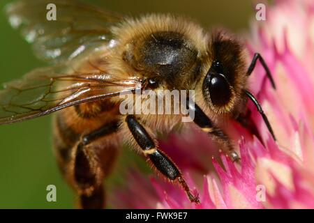 Close-Up di ape su fiore all'aperto