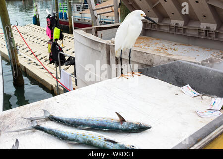 Garzetta in piedi accanto al pesce appena pescato, sul lato di una barca, Clearwater, Florida, America, STATI UNITI D'AMERICA Foto Stock