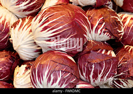 Cavoli rossi, Kraut rosso o blu Kraut (Brassica oleracea convar. var. capitata rubra) Foto Stock