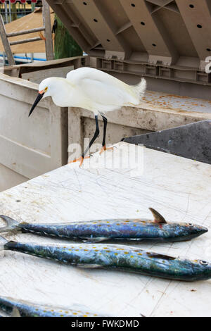 Garzetta in piedi accanto al pesce appena pescato, sul lato di una barca, Clearwater, Florida, America, STATI UNITI D'AMERICA Foto Stock