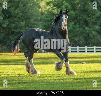 Shire progetto cavallo stallone Foto Stock