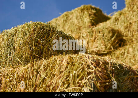 Rettangolare balle di fieno accatastati, Madrid, New Mexico, NEGLI STATI UNITI Foto Stock