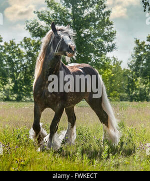 Gypsy Vanner cavallo stallone Foto Stock