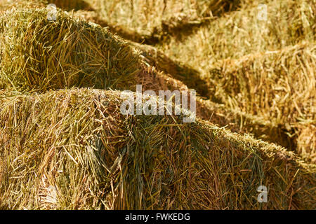 Rettangolare balle di fieno accatastati, Madrid, New Mexico, NEGLI STATI UNITI Foto Stock