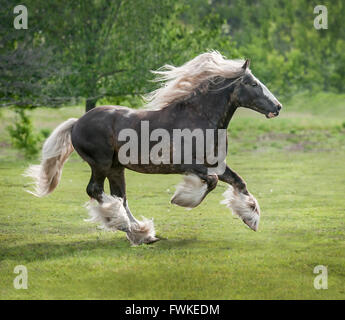 Gypsy Vanner cavallo stallone Foto Stock