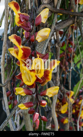 Fiori su Mysore Trumpetvine / Orologio indiano Vine - (Thunbergia Mysorensis Acanthaceae -) Foto Stock