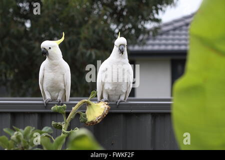 White Cacatua o noti come zolfo-crested Cockato sulla recinzione metallica Foto Stock