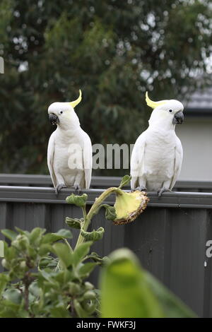 White Cacatua o noti come zolfo-crested Cockato sulla recinzione metallica Foto Stock