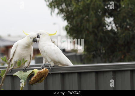 White Cacatua o noti come zolfo-crested Cockato sulla recinzione metallica Foto Stock