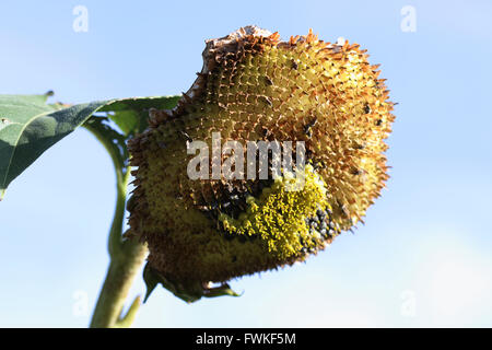 Mezzo fresco mangiato semi di girasole crown Foto Stock