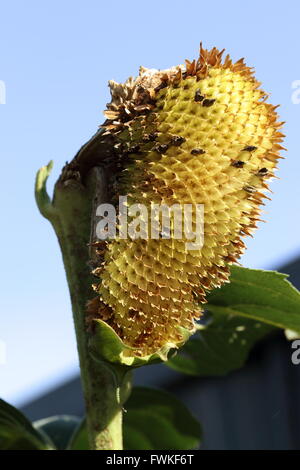 Mezzo fresco mangiato semi di girasole crown Foto Stock