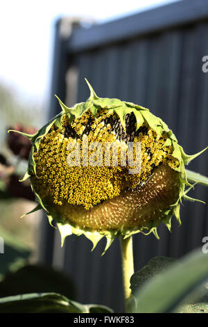 Mezzo fresco mangiato semi di girasole crown Foto Stock