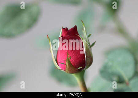 Macro shot di rosebud rosso Foto Stock