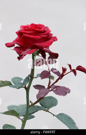 Single Red Rose in piena fioritura Foto Stock