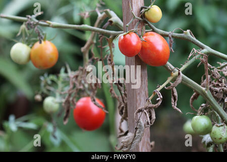 Freschi pomodori cresciuti in casa la maturazione Foto Stock