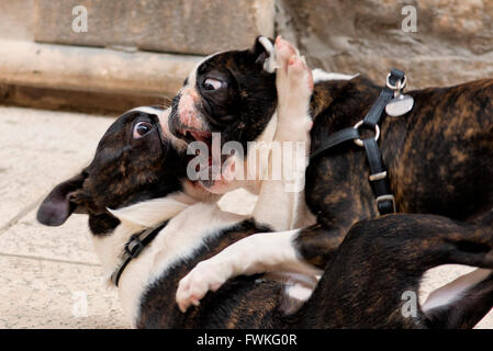 Cani giocando in Split, Croazia Foto Stock