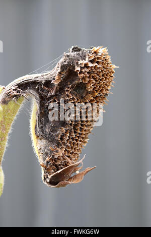 In prossimità di metà mangiato essiccato semi di girasole crown Foto Stock