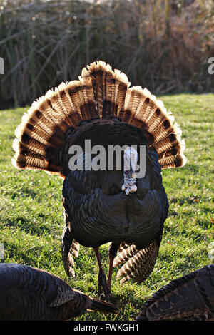 Maschio (Tom) turchia facendo la sua primavera in attesa di danza Foto Stock