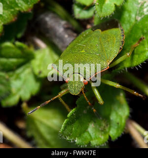 Verde comune shieldbug (Palomena prasina). Grande verde vero bug nella famiglia Pentatomidae, mostrando rosso arancione occhi composti Foto Stock