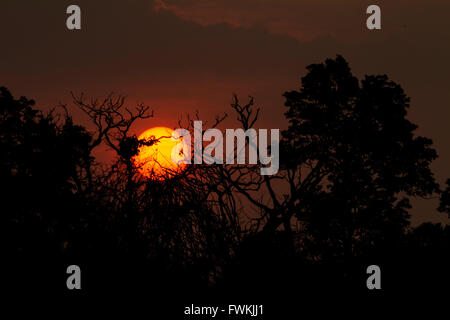 Tramonto nella foresta- luci sono venuta attraverso i rami degli alberi Foto Stock