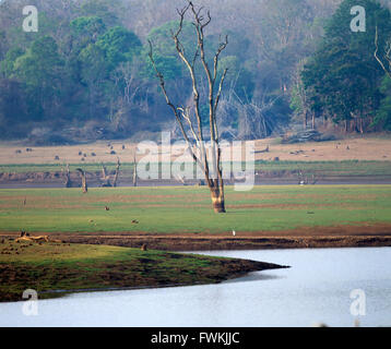 Kabini serbatoio nel periodo estivo Foto Stock